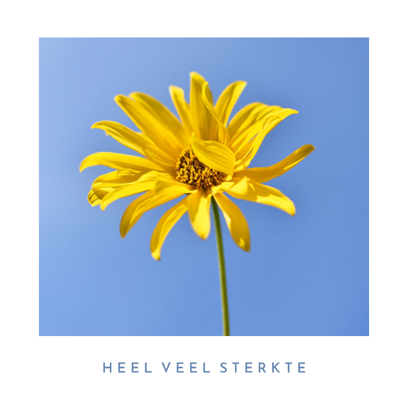 Moderne sterkte kaart met natuurfoto van zonnebloem - Sterkte kaarten Sterkte kaarten - Moderne sterkte kaart met natuurfoto van zonnebloem