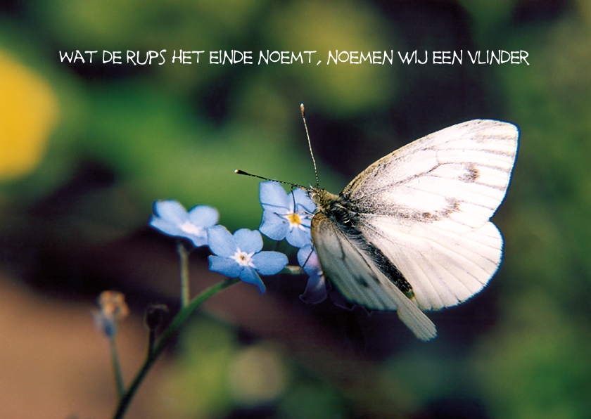 nieuw begin sterkte vlinder ME - Sterkte kaarten Sterkte kaarten - nieuw begin sterkte vlinder ME