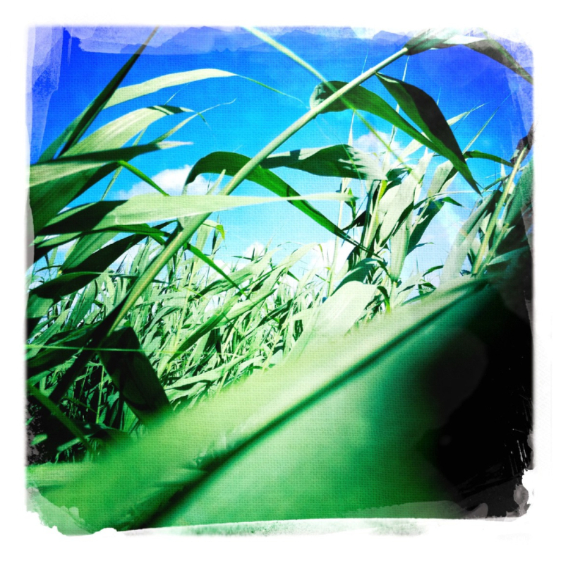 riet - Sterkte kaarten Sterkte kaarten - riet