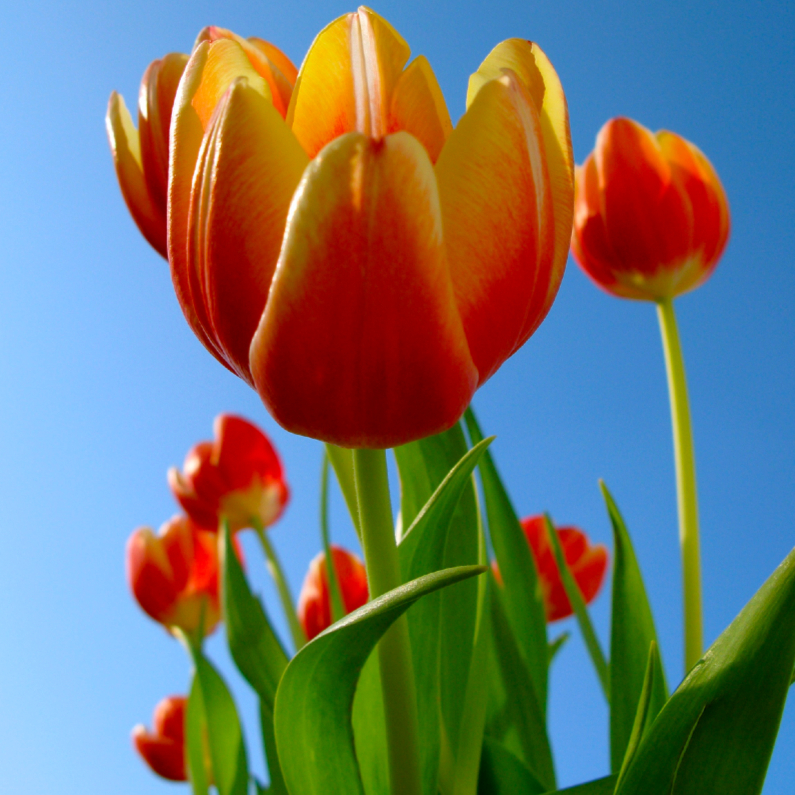 roodgele tulpen - Sterkte kaarten Sterkte kaarten - roodgele tulpen