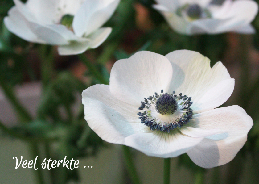 Sterkte anemonen - Sterkte kaarten Sterkte kaarten - Sterkte anemonen