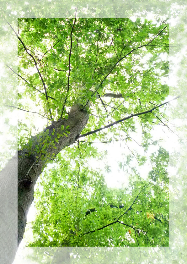 Sterkte Boom met lichtpuntje - Sterkte kaarten Sterkte kaarten - Sterkte Boom met lichtpuntje