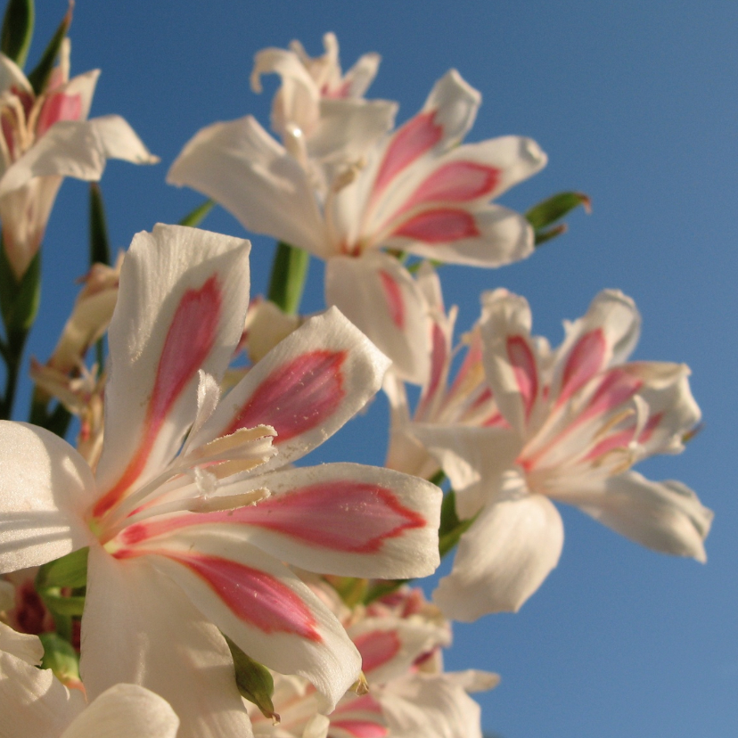 Sterkte kaart bloemen -LB - Sterkte kaarten Sterkte kaarten - Sterkte kaart bloemen -LB