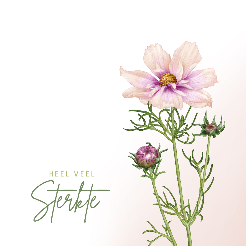 Sterkte kaart met een mooie Cosmea bloem - Sterkte kaarten Sterkte kaarten - Sterkte kaart met een mooie Cosmea bloem