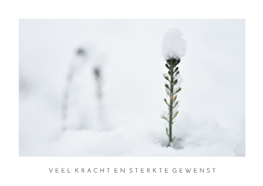 Sterkte kaart met natuurfoto van plantje in de sneeuw - Sterkte kaarten Sterkte kaarten - Sterkte kaart met natuurfoto van plantje in de sneeuw