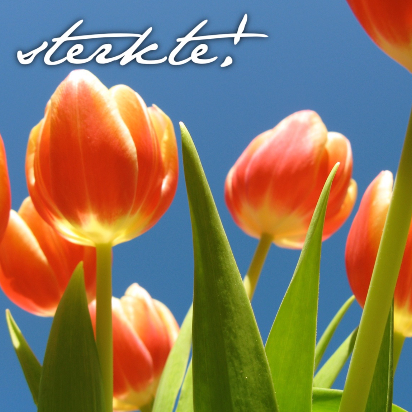 sterkte kaart tulpen - LB - Sterkte kaarten Sterkte kaarten - sterkte kaart tulpen - LB