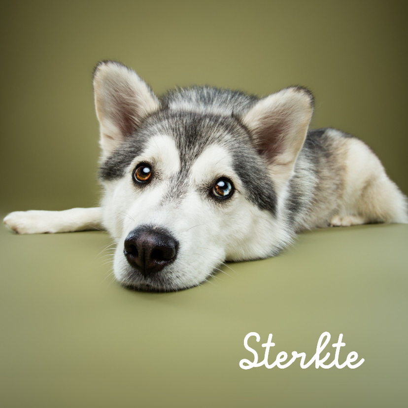 Sterkte kaart van liggend hondje met kop op grond - Sterkte kaarten Sterkte kaarten - Sterkte kaart van liggend hondje met kop op grond