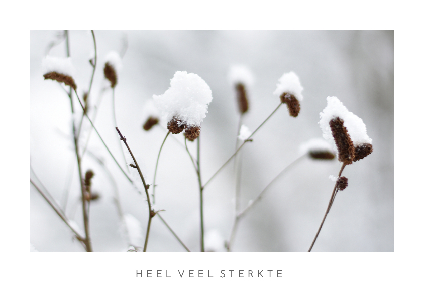 Sterkte kaarten - Sterkte kaart winterse natuur foto van planten in sneeuw