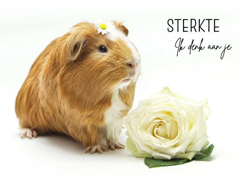 Sterkte kaartje met lieve cavia - Sterkte kaarten Sterkte kaarten - Sterkte kaartje met lieve cavia