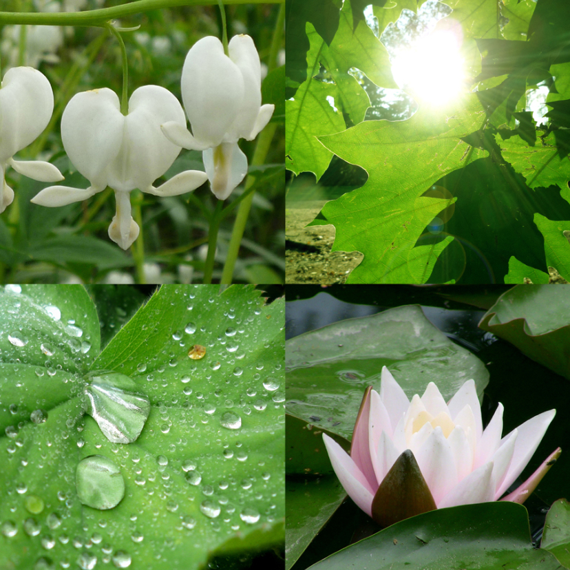 Sterkte Natuurgroen - Sterkte kaarten Sterkte kaarten - Sterkte Natuurgroen