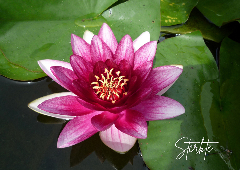 Sterkte kaarten - Sterkte roze waterlelie - lotus