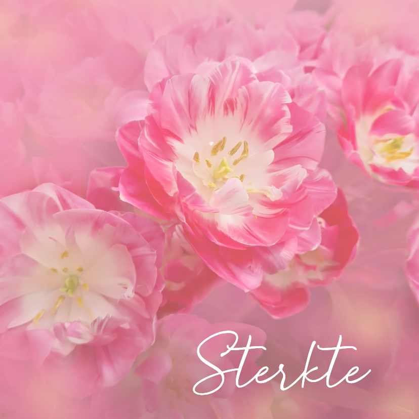 Sterkte kaarten - Sterkte roze witte tulpen