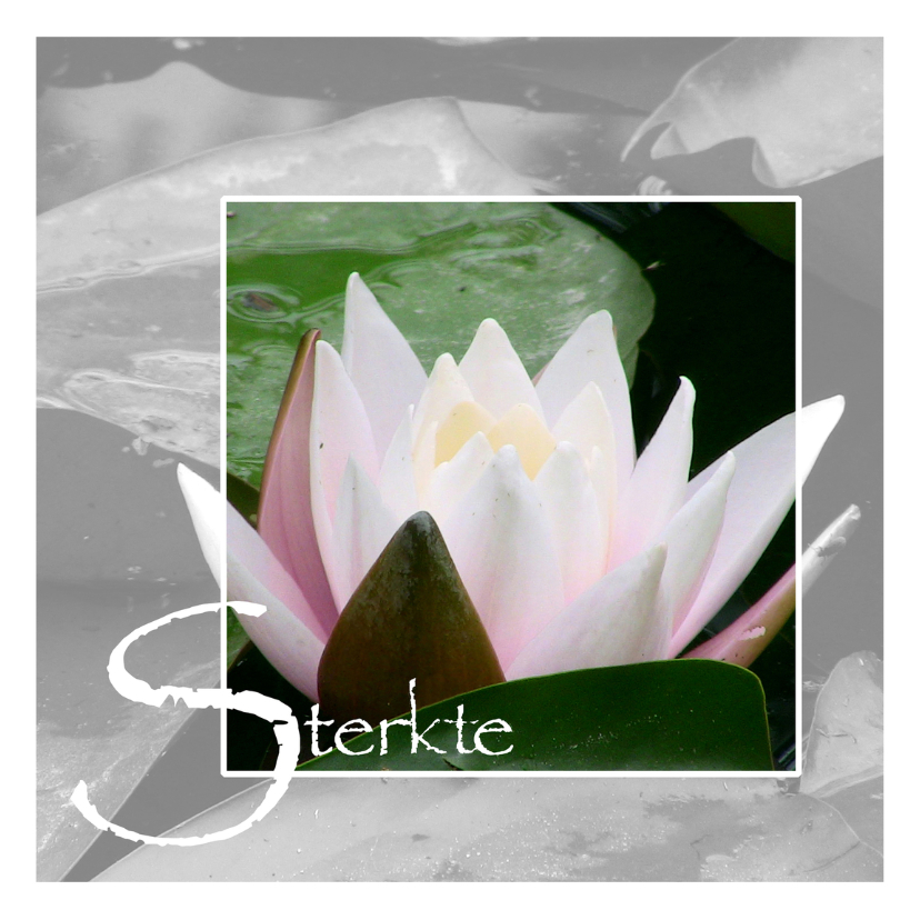 Sterkte wens Waterlelie - Sterkte kaarten Sterkte kaarten - Sterkte wens Waterlelie