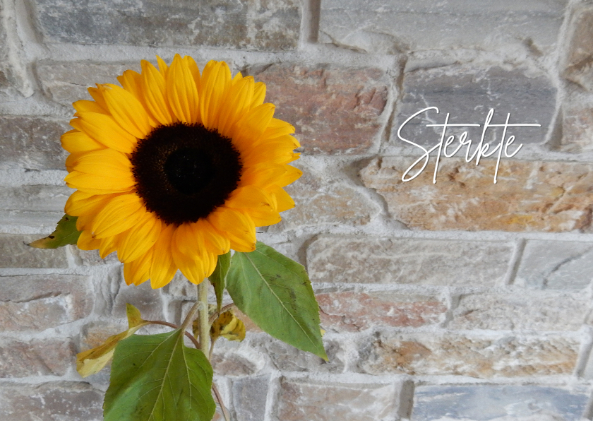 Sterkte zonnebloem natuursteen - Sterkte kaarten Sterkte kaarten - Sterkte zonnebloem natuursteen