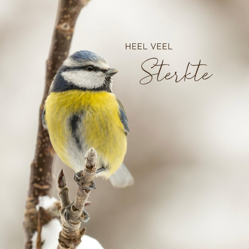 Sterkte kaarten - Sterktekaart pimpelmees op tak