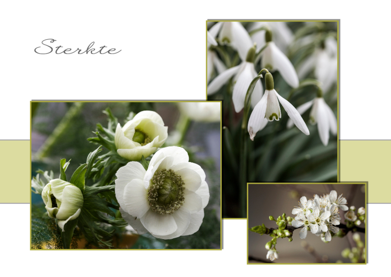 witte voorjaarsbloemen - Sterkte kaarten Sterkte kaarten - witte voorjaarsbloemen