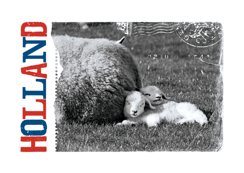 14185 Lammetjes Holland - Vakantiekaarten Vakantiekaarten - 14185 Lammetjes Holland