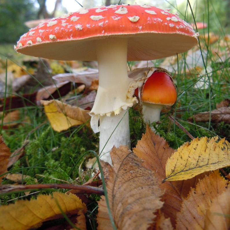 Herfstvakantie paddestoel - Vakantiekaarten Vakantiekaarten - Herfstvakantie paddestoel