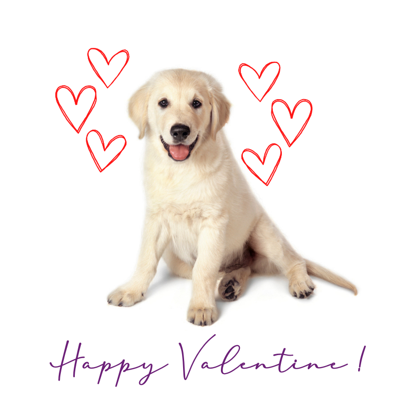 Valentijnskaarten - KNGF valentijnskaart met hond en hartjes