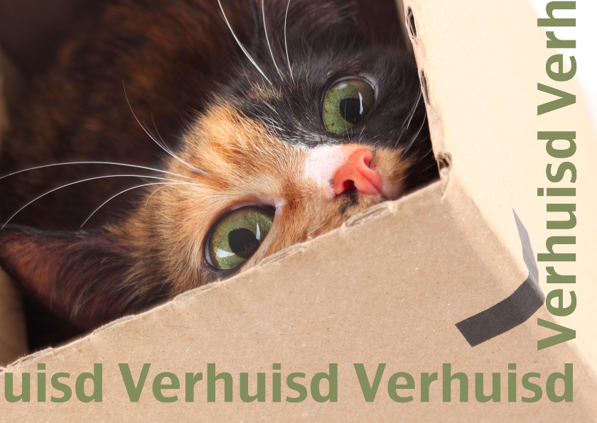 Verhuisd kat in doos - Verhuiskaarten Verhuiskaarten - Verhuisd kat in doos