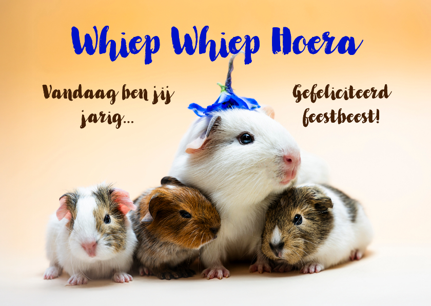 Verjaardagskaarten - Cavia felicitatie kaart. 