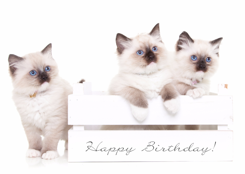 Verjaardagskaarten - Dieren Verjaardagskaart - kittens