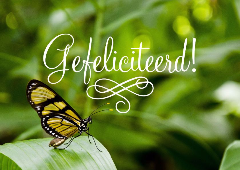 Verjaardagskaarten - Dieren Vlinder Gefeliciteerd