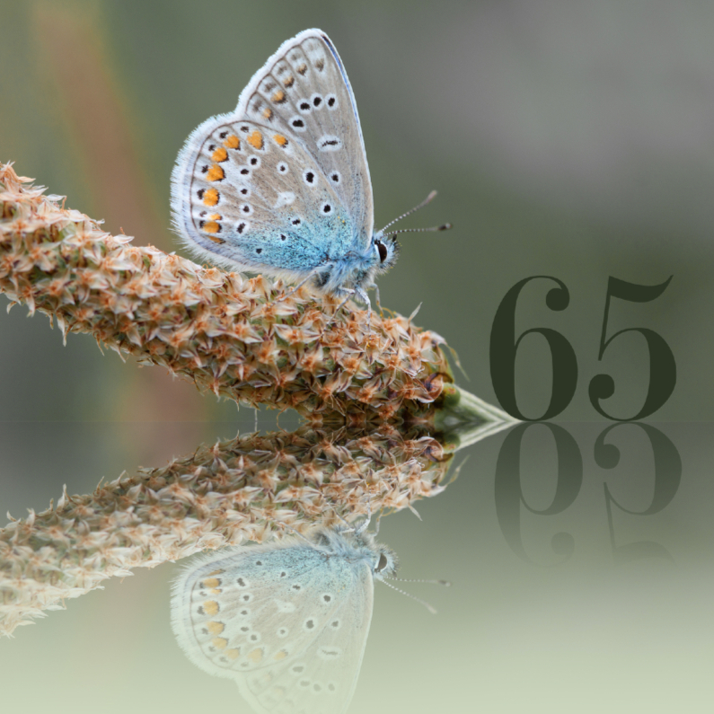 Felicitatie 65 jaar - Verjaardagskaarten Verjaardagskaarten - Felicitatie 65 jaar