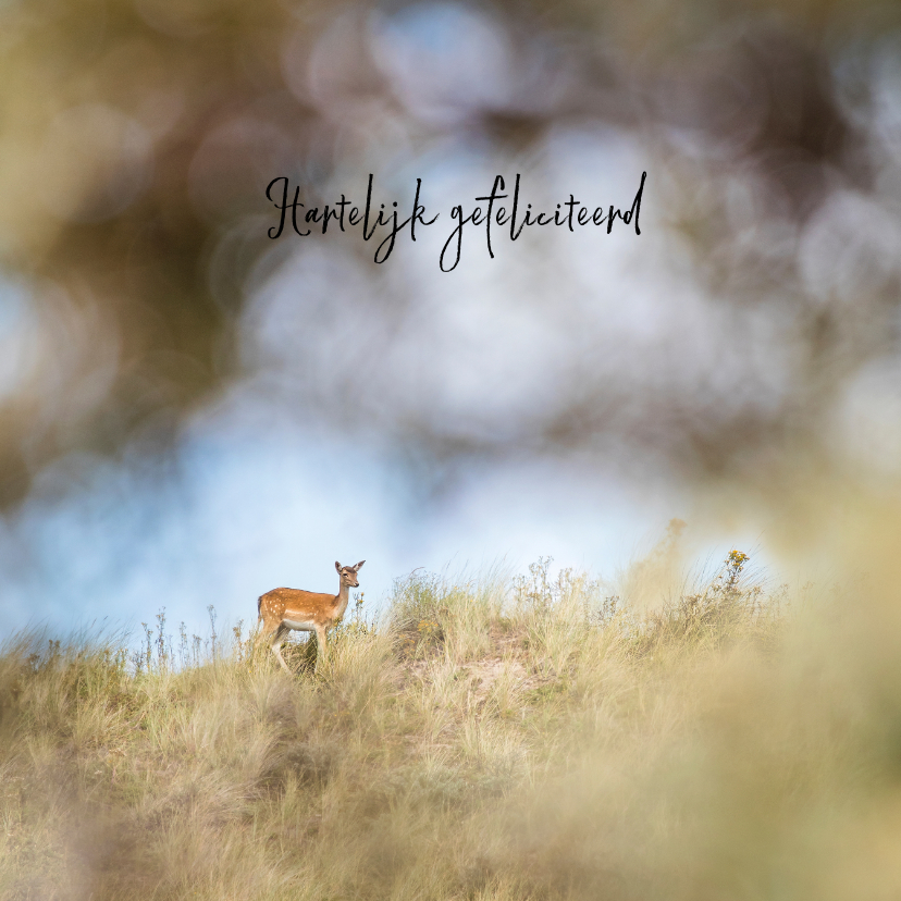 Felicitatie hert duinlandschap - Verjaardagskaarten Verjaardagskaarten - Felicitatie hert duinlandschap