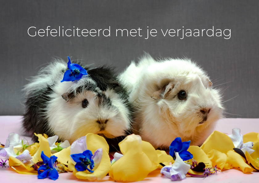 Felicitatiekaart verjaardag cavia's - Verjaardagskaarten Verjaardagskaarten - Felicitatiekaart verjaardag cavia's