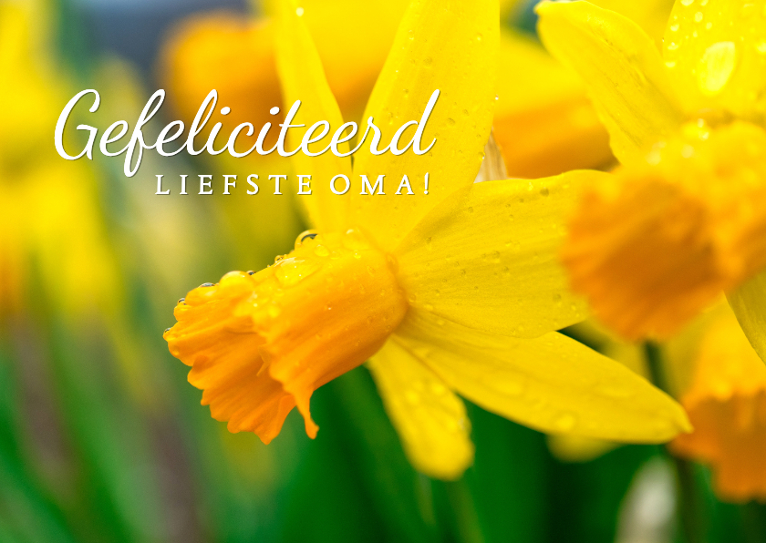 Felicitatiekaart verjaardag oma narcissen - Verjaardagskaarten Verjaardagskaarten - Felicitatiekaart verjaardag oma narcissen