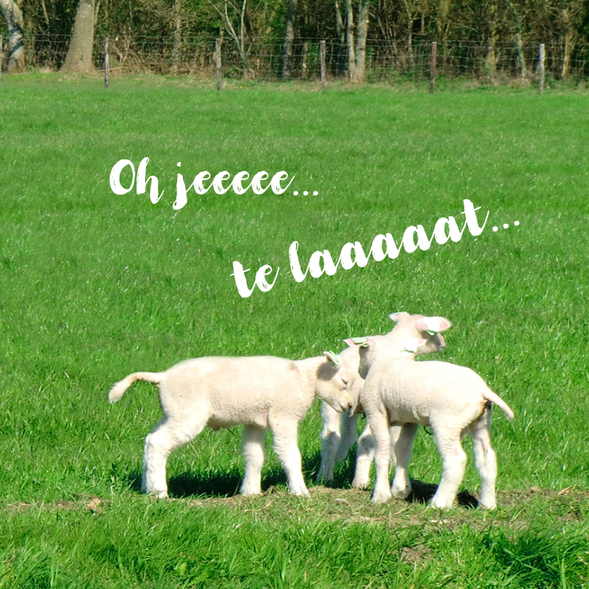 Fotokaart 3 Lammetjes in 't gras - Verjaardagskaarten Verjaardagskaarten - Fotokaart 3 Lammetjes in 't gras