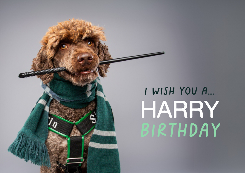 Grappige leuke, verjaardagskaart van hond in toverpakje - Verjaardagskaarten Verjaardagskaarten - Grappige leuke, verjaardagskaart van hond in toverpakje