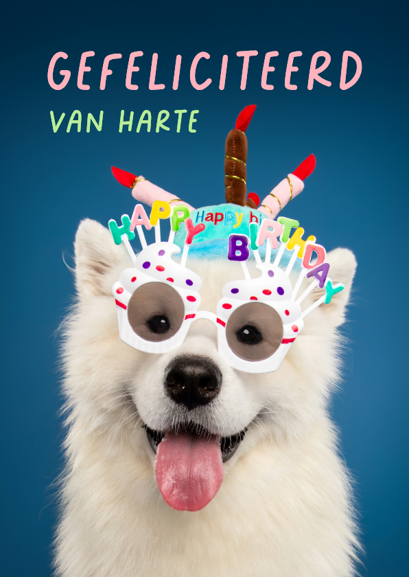 Verjaardagskaarten - Grappige verjaardagskaart witte hond met feesthoed
