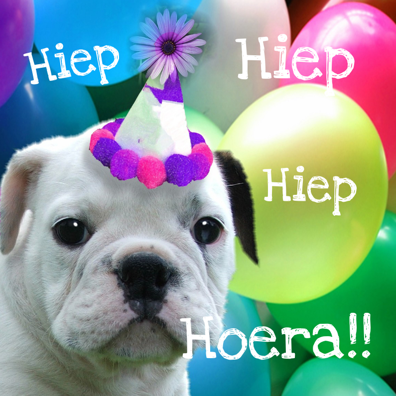 Hond verjaardag - Verjaardagskaarten Verjaardagskaarten - Hond verjaardag