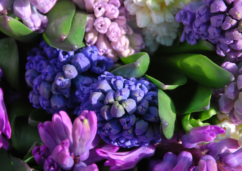 Verjaardagskaarten - Hyacinten paars lila