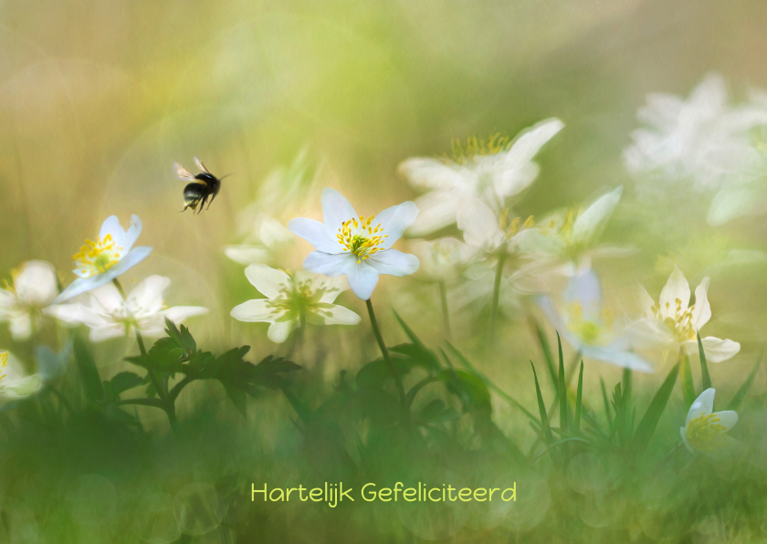 Jarig met bosanemonen - Verjaardagskaarten Verjaardagskaarten - Jarig met bosanemonen