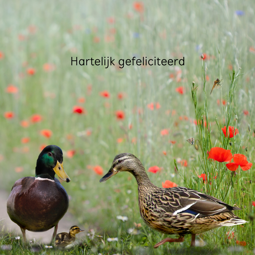 Jarig met eenden familie - Verjaardagskaarten Verjaardagskaarten - Jarig met eenden familie