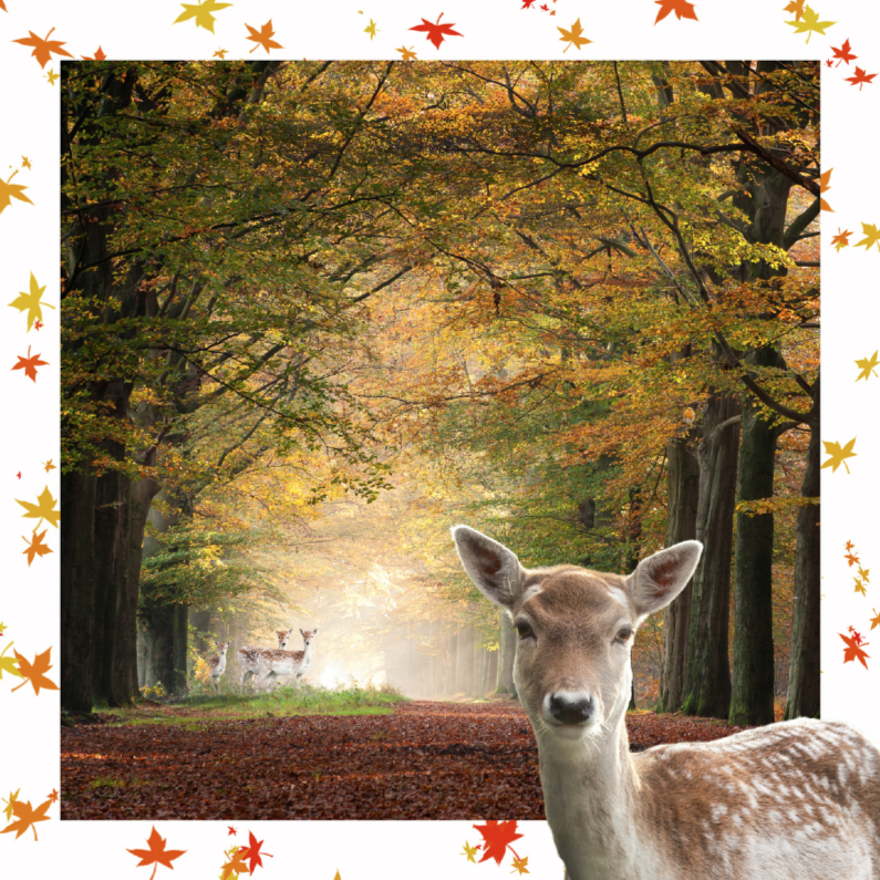 Jarig met herfstbladeren - Verjaardagskaarten Verjaardagskaarten - Jarig met herfstbladeren