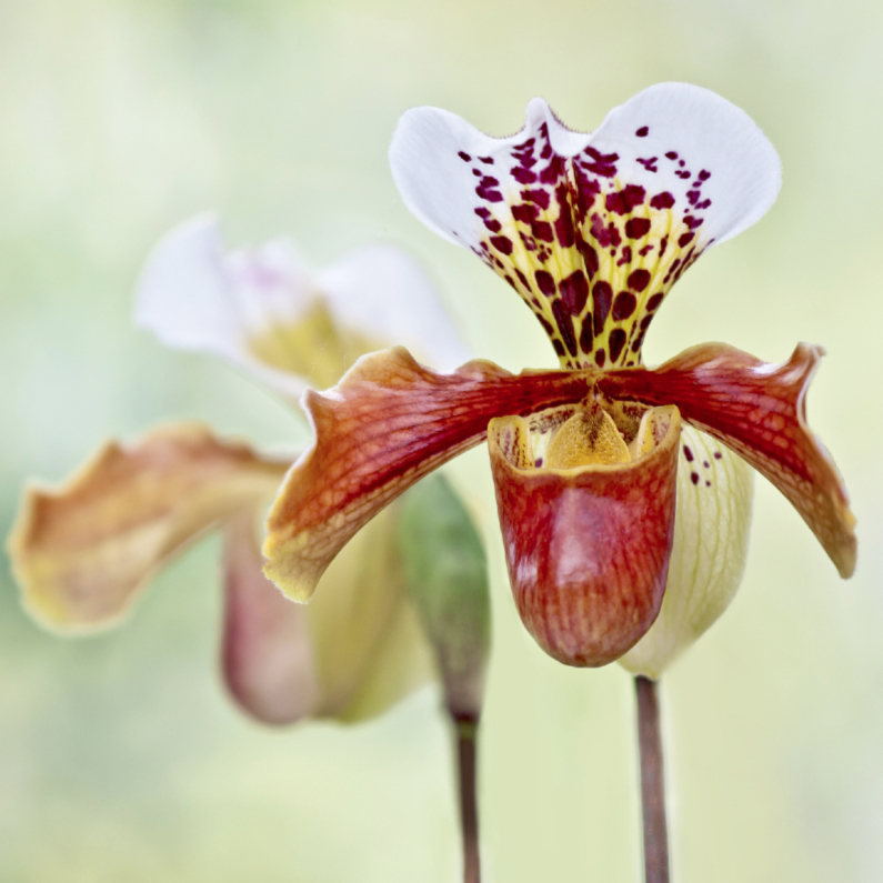 Jarig met orchidee - Verjaardagskaarten Verjaardagskaarten - Jarig met orchidee