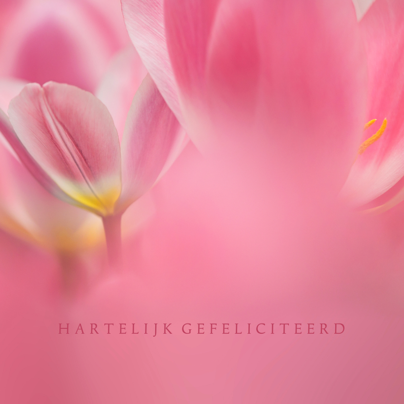 Verjaardagskaarten - Jarig met roze tulpen