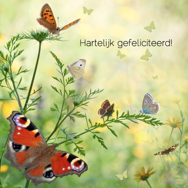 Verjaardagskaarten - Jarig met vlinders