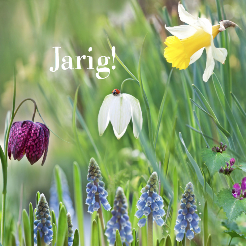 Jarig met voorjaarsbollen - Verjaardagskaarten Verjaardagskaarten - Jarig met voorjaarsbollen