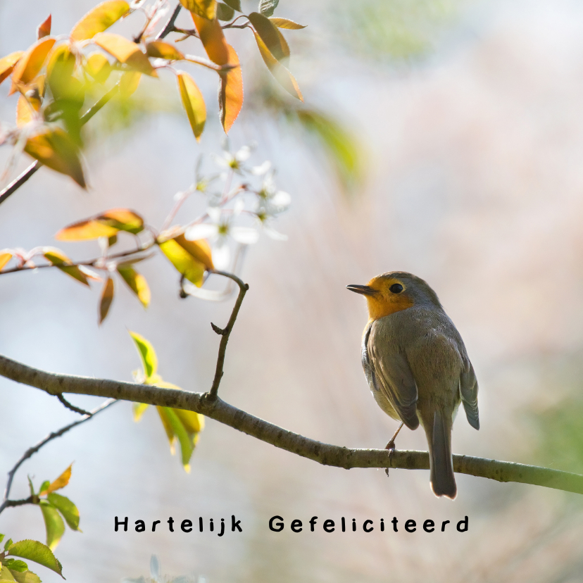 Verjaardagskaarten - Jarig met voorjaarsroodborst