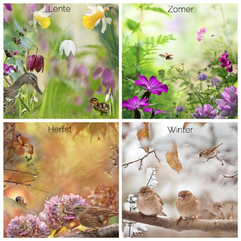 Lente-zomer-herfst-winter - Verjaardagskaarten Verjaardagskaarten - Lente-zomer-herfst-winter