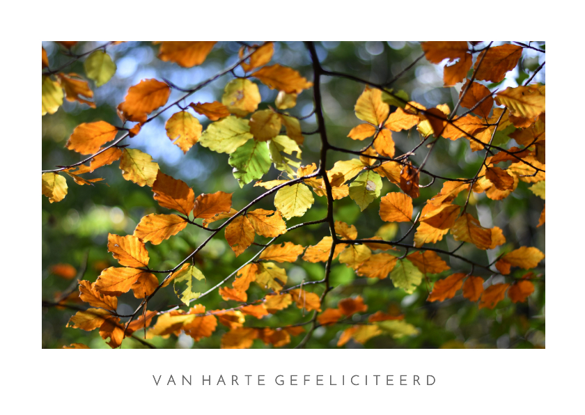 Moderne verjaardagskaart met een foto van herfst bladeren - Verjaardagskaarten Verjaardagskaarten - Moderne verjaardagskaart met een foto van herfst bladeren