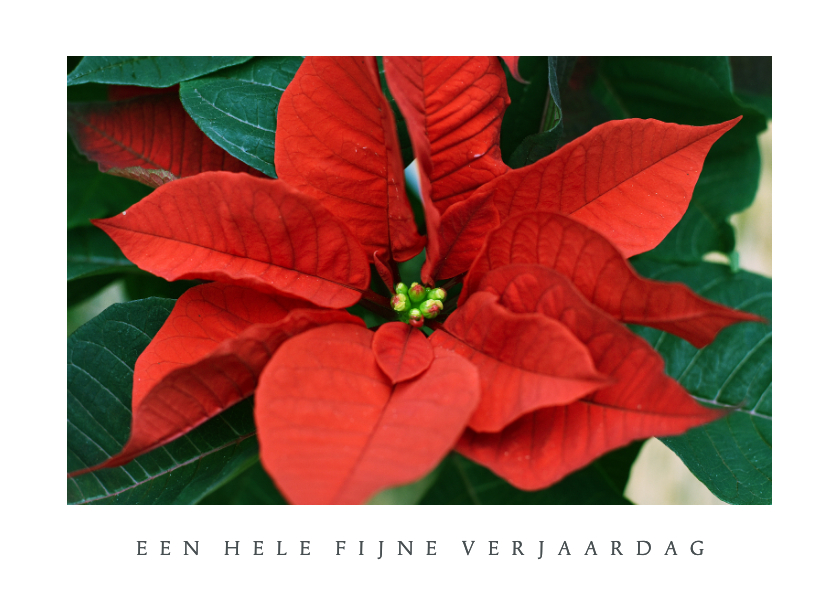 Moderne verjaardagskaart met natuurfoto van kerstster plant - Verjaardagskaarten Verjaardagskaarten - Moderne verjaardagskaart met natuurfoto van kerstster plant