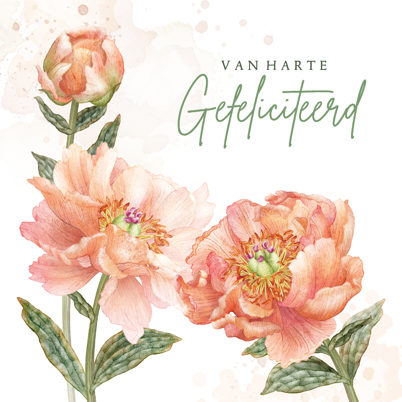 verjaardag felicitatie roze pioenroos - Verjaardagskaarten Verjaardagskaarten - verjaardag felicitatie roze pioenroos