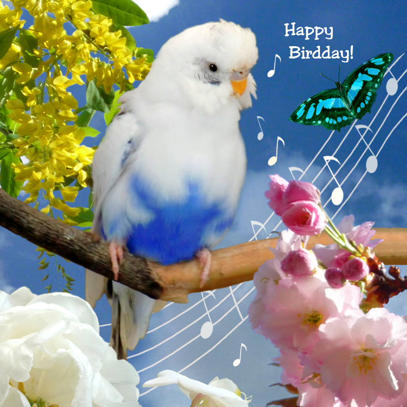 Verjaardag Happy Bird day - Verjaardagskaarten Verjaardagskaarten - Verjaardag Happy Bird day