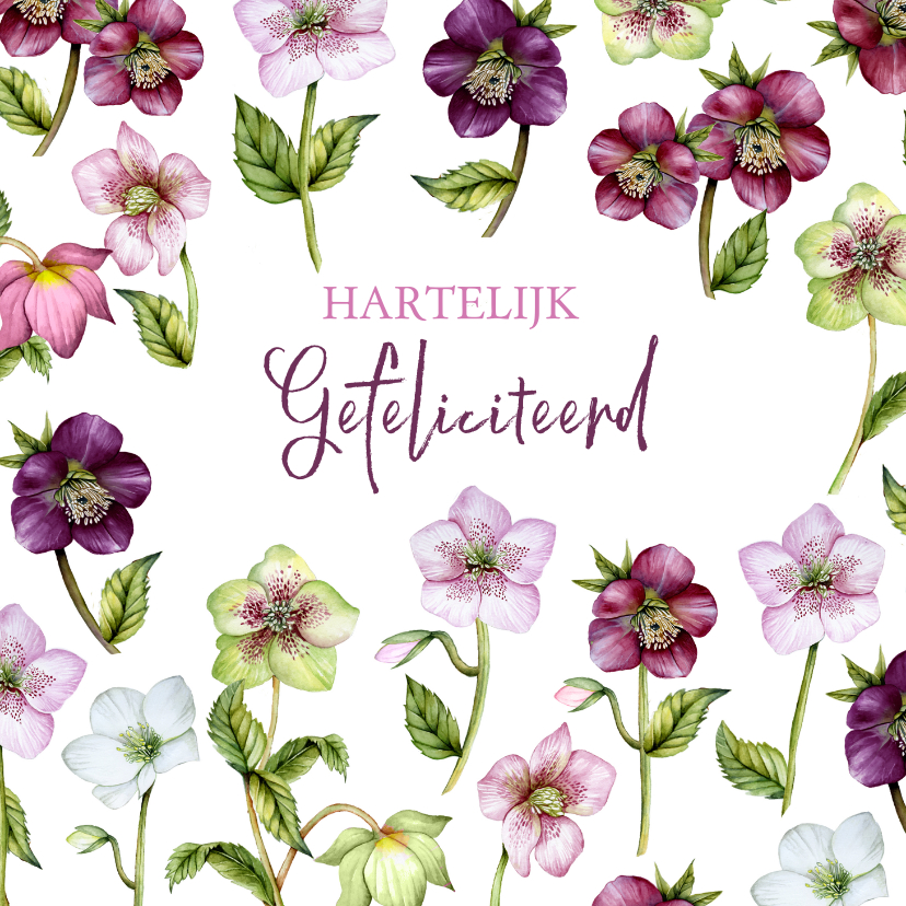 Verjaardag helleborus rozen - Verjaardagskaarten Verjaardagskaarten - Verjaardag helleborus rozen
